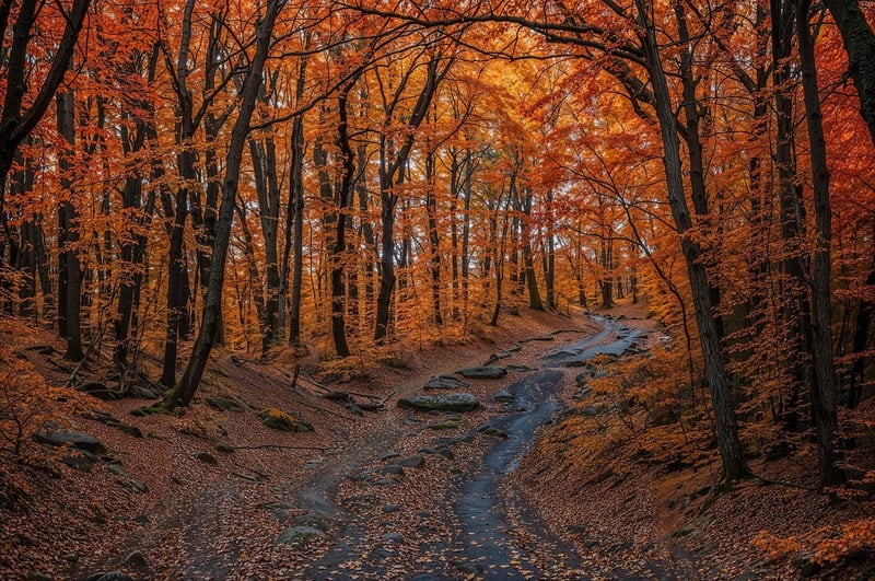Outdoor Splendor