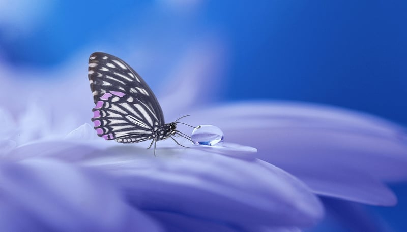 Fairy-tale Decor Image